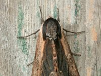 Sphinx ligustri 7, Ligusterpijlstaart, Saxifraga-Jaap Schelvis