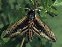 Sphinx ligustri 9, Ligusterpijlstaart, Vlinderstichting-Nely Honig