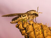 Sphinx pinastri 6, Dennenpijlstaart, Saxifraga-Bart Vastenhouw