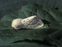 Spilosoma lubricipeda 9, Witte tijger, Vlinderstichting-Nely Honig