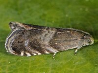 Strophedra nitidana 2, Zwarte eikenbladroller, Saxifraga-Ab H Baas