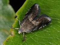 Strophedra nitidana #44250 : Strophedra nitidana, Zwarte eikenbladroller