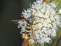 Synanthedon vespiformis 01 #08495 : Synanthedon vespiformis, Eikenwespvlinder