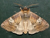 Tethea ocularis 3, Peppel-orvlinder, Saxifraga-Foto Fitis-Adriaan Dijksen