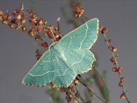 Thalera fimbrialis 1, Geblokte zomervlinder, Saxifraga-Frits Bink