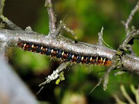 Trichiura crataegi 2, Grijsbandspinner, Saxifraga-Peter Gergely