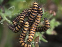Tyria jacobaeae 11, Sint-Jacobsvlinder, Saxifraga-Rutger Barendse