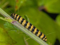 Tyria jacobaeae #08049 : Sint-jacobsvlinder, Tyria jacobaeae, Cinnabar moth, caterpillar