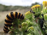 Tyria jacobaeae 21, Sint-jacobsvlinder, Saxifraga-Frank Dorsman  Tyria jacobaeae, Sint-jacob​svlinder AW-duinen 230611