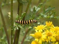 Tyria jacobaeae 8, Sint-jacobsvlinder, Vlinderstichting-Henk Bosma