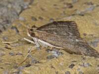 Udea prunalis 2, Saxifraga-Ab H Baas