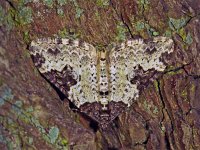 218_10A, Xanthorhoe fluctua : Xanthorhoe fluctuata, Zwartgebandeerde vlinder