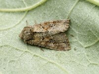 Xestia alpicola 2, Saxifraga-Marijke Verhagen