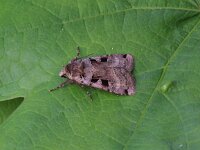 Xestia c-nigrum 6, Zwarte c-uil, Saxifraga-Peter Meininger