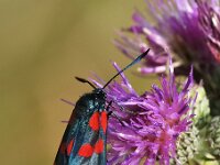 Sint-Jansvlinder - Zygaena filipendulae  Sint-Jansvlinder - Zygaena filipendulae [#Beginning of Shooting Data Section] Nikon D100   Focal Length: 250mm  Optimize Image:   Color Mode: Mode III (sRGB)  Long Exposure NR: Off  2007\06\11 15:05:03.7  Exposure Mode: Aperture Priority  White Balance: Auto  Tone Comp.: Normal  RAW (12-bit)  Metering Mode: Multi-Pattern  AF Mode: Manual  Hue Adjustment: 0°  Image Size: Large (3008 x 2000)  1\200 sec - F\10  Flash Sync Mode: Not Attached  Saturation:   Exposure Comp.: 0 EV  Sharpening: Normal  Lens: 185mm F\3.5 D  Sensitivity: ISO 400  Image Comment:                                       [#End of Shooting Data Section]
