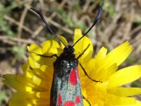 Zygaena filipendulae 31, Sint-jansvlinder, Saxifraga-Frank Dorsman  Zygaena filipendulae, Sint-JansvlinderAW-duinen 240611