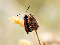 Zygaena filipendulae 74, Sint-Jansvlinder, Saxifraga-Bart Vastenhouw