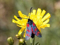 Zygaena filipendulae 77, Sint-Jansvlinder, Saxifraga-Bart Vastenhouw