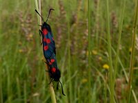 Zygaena trifolii 7, Vijfvlek-sint-jansvlinder, Saxifraga-Peter Meininger