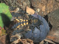 Acherontia atropos 11, Doodshoofdvlinder, Saxifraga-Frits Bink