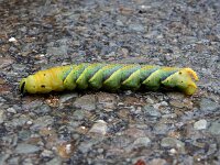 Acherontia atropos 13, Doodshoofdvlinder, Saxifraga-Ed Stikvoort