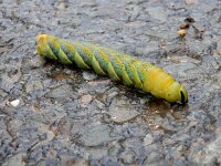 Acherontia atropos 14, Doodshoofdvlinder, Saxifraga-Ed Stikvoort