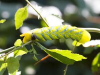 Acherontia atropos 16, Doodshoofdvlinder, Saxifraga-Jan Nijendijk
