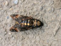 Acherontia atropos 2, Doodshoofdvlinder, Saxifraga-Jaap Schelvis