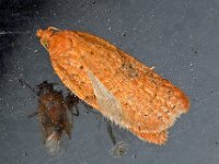 Acleris notana-ferrugana