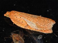 Acleris notana-ferrugana 2, Saxifraga-Ab H Baas