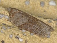 Acleris sparsana