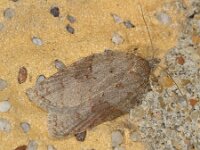 Acleris sparsana 2, Esdoornboogbladroller, Saxifraga-Ab H Baas