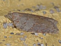 Acleris sparsana 3, Esdoornboogbladroller, Saxifraga-Ab H Baas