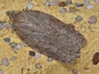 Acleris sparsana 4, Esdoornboogbladroller, Saxifraga-Ab H Baas