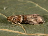 Acrobasis tumidana