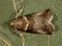 Acrobasis tumidana  3, Saxifraga-Ab H. Baas