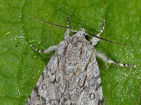 Acronicta aceris 3, Bont schaapje, Saxifraga-Ab H Baas