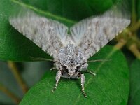 Acronicta aceris 4, Bont schaapje, Saxifraga-Ab H Baas