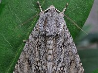 Acronicta aceris 5, Bont schaapje, Saxifraga-Ab H Baas