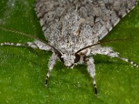 Acronicta aceris 6, Bont schaapje, Saxifraga-Ab H Baas