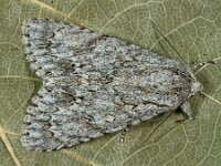 Acronicta aceris 7, Bont schaapje, Saxifraga-Ab H Baas