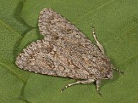 Acronicta aceris 9, Bont schaapje, Saxifraga-Ab H Baas