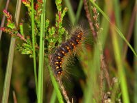 112_13A, Acronicta auricoma : Acronicta auricoma, Scarce Dagger, goudhaaruil, caterpillar