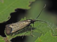Adela reaumurella 5, Smaragdlangsprietmot, female, Saxifraga-Ab H Baas