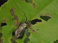Adela reaumurella 6, Smaragdlangsprietmot, female, Saxifraga-Ab H Baas