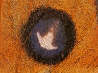 107_27, Aglia tau : Aglia tau, Tauvlinder, hindwing upperside