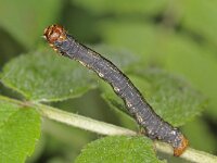 Agriopis aurantiaria 4, Najaarsspanner, Saxifraga-Ab H Baas