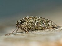 Agriopis leucophaearia 26, Kleine voorjaarsspanner, Saxifraga-Ab H Baas