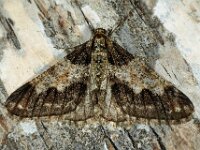 Agriopis leucophaearia 27, Kleine voorjaarsspanner, Saxifraga-Ab H Baas