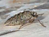 Agriopis leucophaearia 28, Kleine voorjaarsspanner, Saxifraga-Ab H Baas